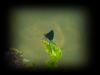 Tierwelt an der Cetina Tierwelt an der Cetina