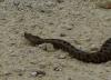 Hornviper Hornviper