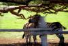 Istrien Brijuni Insel 7 Istrien Brijuni Insel 7