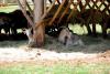 Istrien Brijuni Insel 8 Istrien Brijuni Insel 8