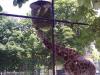 ZOO 6