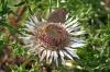 Durmitor > Flora und Fauna 6 Durmitor > Flora und Fauna 6
