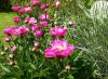 Garten Garten