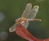 Libelle 4 Libelle 4
