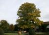 Linde im Herbst Linde im Herbst