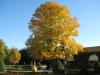 Linde im Herbst Linde im Herbst