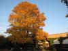 Linde im Herbst Linde im Herbst