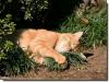 Katzen sonnt sich bei Herbstsonne Katzen sonnt sich bei Herbstsonne
