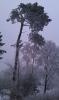 Sandplacken>Winterbaum Sandplacken>Winterbaum