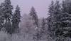 Sandplacken>Winterwald Sandplacken>Winterwald
