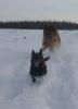 Spaziergang im ersten Schnee 2014