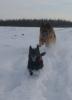 Spaziergang im ersten Schnee 2014