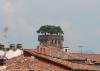 LUCCA > Torre Guinigi