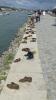 H:Budapest>Schuhe am Donauufer2 H:Budapest>Schuhe am Donauufer2