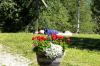 Blumenmeer
