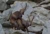 INNSBRUCK > Alpenzoo > Steinbock INNSBRUCK > Alpenzoo > Steinbock