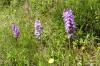 Kleine Orchideen Kleine Orchideen