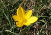 Hebstgoldbecher > Sternbergia lutea