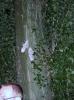 Norddeutschland: POLTERABEND > Schuhe an den Baum nageln Norddeutschland: POLTERABEND > Schuhe an den Baum nageln