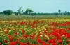 INSEL MALLORCA > im Mai > Mohnblumen und Margeritenfeld INSEL MALLORCA > im Mai > Mohnblumen und Margeritenfeld