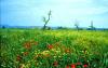 INSEL MALLORCA > im Mai > Mohnblumen und Margeritenfeld INSEL MALLORCA > im Mai > Mohnblumen und Margeritenfeld