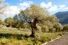 Puig Roig Wanderung
