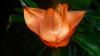 Botanischer Garten München Botanischer Garten München