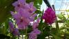 Botanischer Garten München Botanischer Garten München