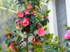 Tessin, eine Reise in den Sommer , Teil 1 Anreise mit Via Mala 8 Tessin, eine Reise in den Sommer , Teil 1 Anreise mit Via Mala 8