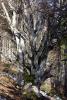 Todtnauer Wasserfall 8