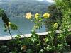 ISOLA BELLA > Hibiscus > Staude Chinesischer Roseneibisch ISOLA BELLA > Hibiscus > Staude Chinesischer Roseneibisch