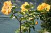 ISOLA BELLA > Hibiscus > Chinesischer Roseneibisch > Kübelpflanze