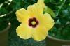 ISOLA BELLA > Hibiscus > Chinesischer Roseneibisch > Blüte ISOLA BELLA > Hibiscus > Chinesischer Roseneibisch > Blüte