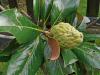 KOBUSHI MAGNOLIE > Proseccoland > Reisebericht KOBUSHI MAGNOLIE > Proseccoland > Reisebericht