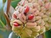 KOBUSHI MAGNOLIE > Proseccoland > Reisebericht KOBUSHI MAGNOLIE > Proseccoland > Reisebericht