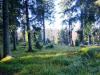 Im Südschwarzwald Im Südschwarzwald