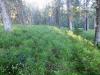 Heidelbeerwiesen bei Bernau im Schwarzwald Heidelbeerwiesen bei Bernau im Schwarzwald