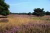 Westruper Heide DSC_4155