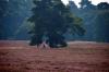 Westruper Heide DSC_4172 Westruper Heide DSC_4172