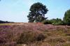 Westruper Heide DSC_4219 Westruper Heide DSC_4219