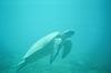 ÄGYPEN > Rotes Meer > Abu Dabbab > Turtle ÄGYPEN > Rotes Meer > Abu Dabbab > Turtle