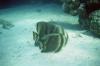 ÄGYPTEN > Rotes Meer > Fledermausfisch ÄGYPTEN > Rotes Meer > Fledermausfisch