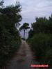 Baum auf Lopud / Kroatien Baum auf Lopud / Kroatien