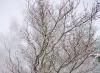 Winterbaum Winterbaum
