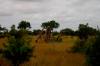 4 Dieters Afrikatour Krüger Nationalpark 4 Dieters Afrikatour Krüger Nationalpark