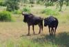 4 Dieters Afrikatour Krüger Nationalpark 2 4 Dieters Afrikatour Krüger Nationalpark 2