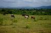 7 Dieters Tour nach Afrika Swaziland 2 7 Dieters Tour nach Afrika Swaziland 2