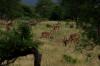 4 Dieters Afrikatour Krüger Nationalpark 5 4 Dieters Afrikatour Krüger Nationalpark 5