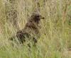 4 Dieters Afrikatour Krüger Nationalpark 8 4 Dieters Afrikatour Krüger Nationalpark 8