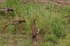 5 Dieters Afrikatour Krüger Nationalpark 2 5 Dieters Afrikatour Krüger Nationalpark 2